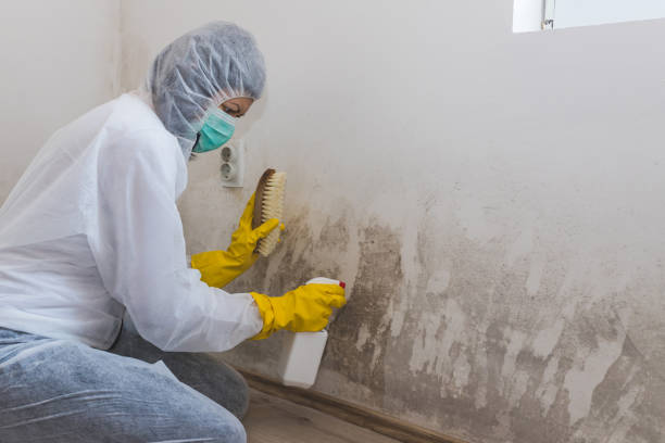 Best Residential Mold Removal  in Tilden, NE