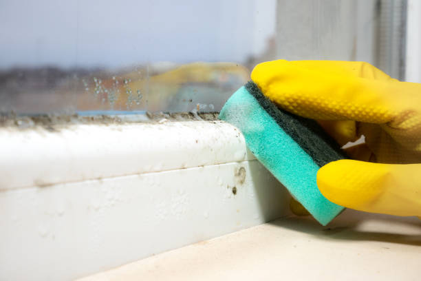 Best Home Mold Removal  in Tilden, NE