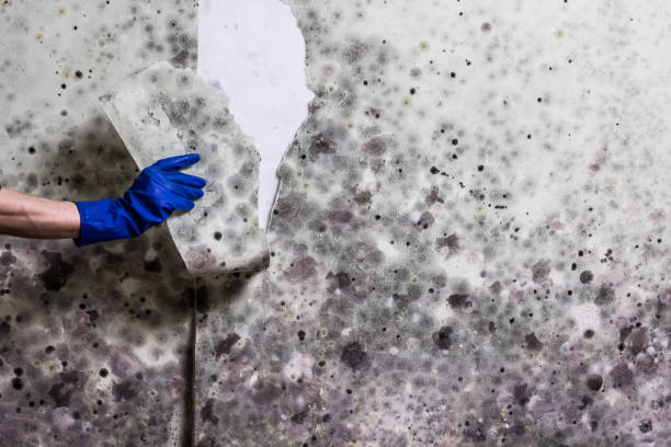 Best Certified Mold Removal  in Tilden, NE