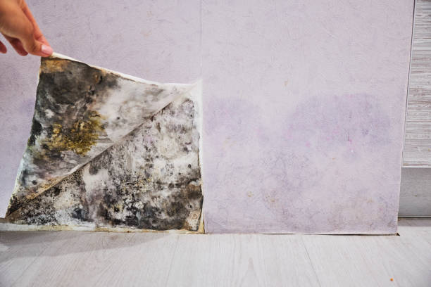 Best Affordable Mold Removal  in Tilden, NE